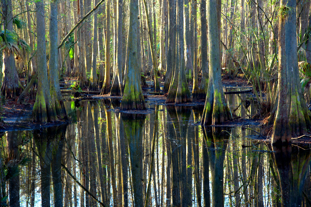 Cypress Waters